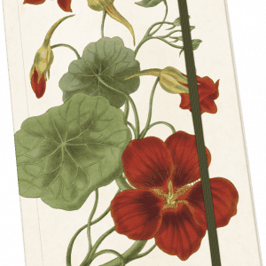 Un cuaderno con una ilustración botánica vintage de flores de capuchina roja y hojas verdes en la cubierta, con una banda elástica negra.