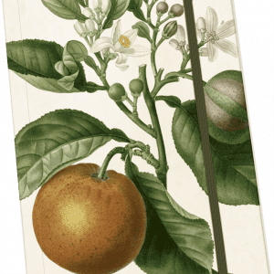 Ilustración de una rama de naranjo con hojas, flores blancas, brotes y un fruto naranja.