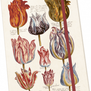 Ilustración de varios tulipanes en un estilo botánico vintage en la cubierta de un cuaderno, con descripciones detalladas en texto pequeño.