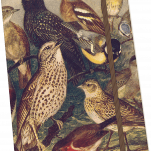 Ilustración de varias aves posadas en ramas, presentando diferentes especies con diversos patrones y colores de plumaje.