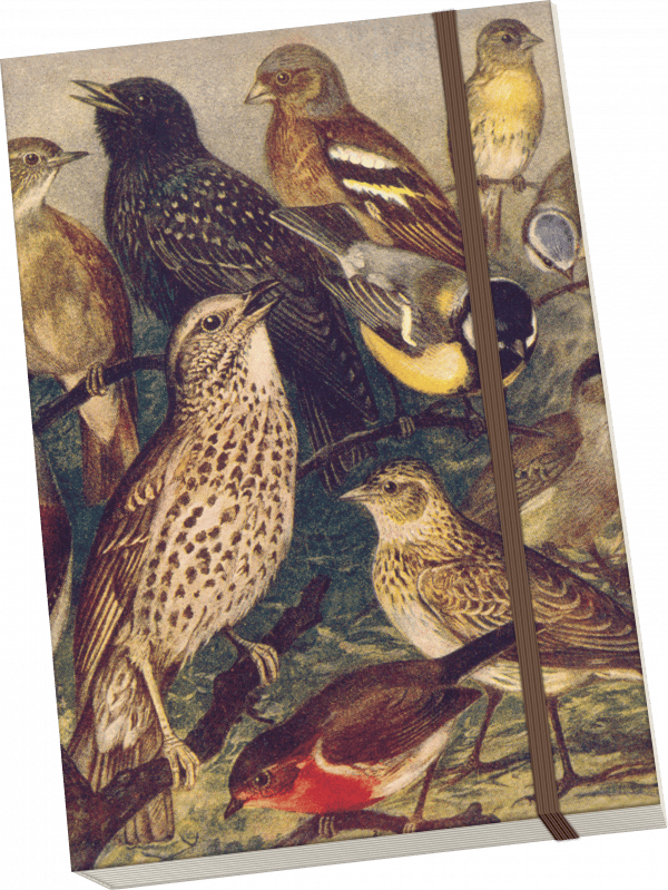 Ilustración de varias aves posadas en ramas, presentando diferentes especies con diversos patrones y colores de plumaje.
