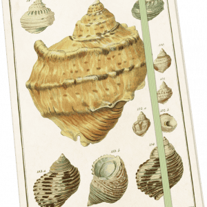 Ilustración de varios tipos de conchas marinas, con texturas y formas detalladas. Cada concha está etiquetada con números. El fondo es de un color beige claro, similar al papel envejecido.
