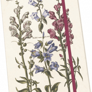 Ilustración de varias plantas con flores con etiquetas en la tapa de un cuaderno. El cuaderno se mantiene cerrado con una banda elástica roja.