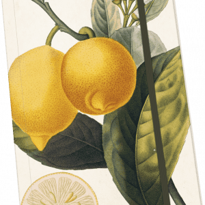 Ilustración de dos limones en una rama con hojas y flores. En la esquina inferior se muestra una rodaja de limón.