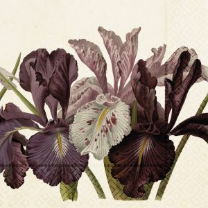 Ilustración de flores de iris de color púrpura y marrón con pétalos detallados y tallos verdes sobre un fondo estampado.