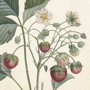 Ilustración de una planta de fresa con hojas verdes, flores blancas y fresas rojas sobre un fondo claro.