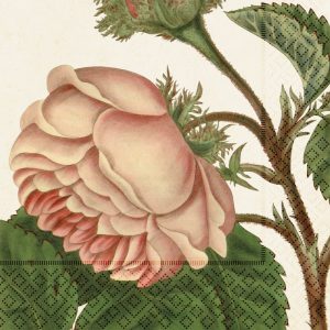 Ilustración de una rosa rosada en plena floración con hojas verdes y tallos espinosos sobre un fondo beige.