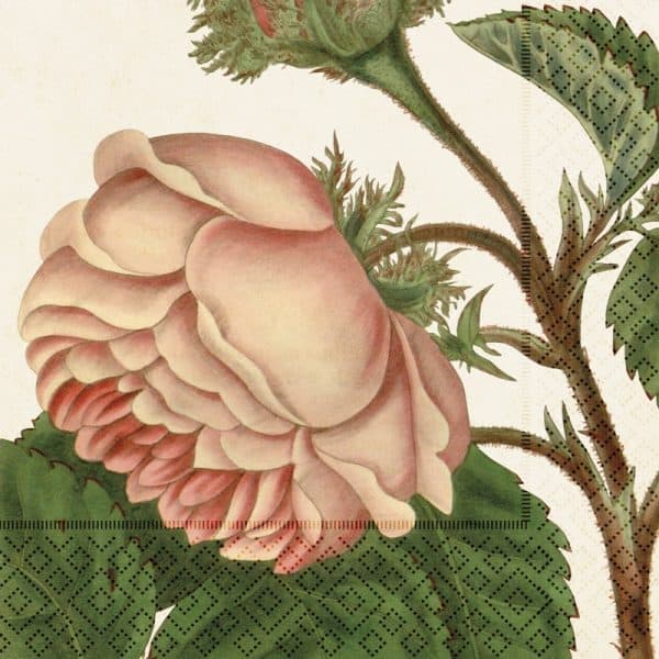 Ilustración de una rosa rosada en plena floración con hojas verdes y tallos espinosos sobre un fondo beige.