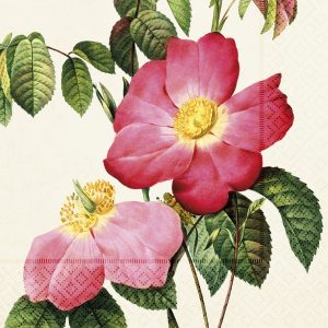Ilustración botánica de dos flores rosas con centros amarillos, rodeadas de hojas verdes sobre un fondo claro.