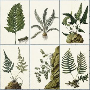 Ilustraciones de seis especies diferentes de helechos, cada una con hojas y raíces detalladas, mostradas en formato de cuadrícula sobre un fondo texturizado.