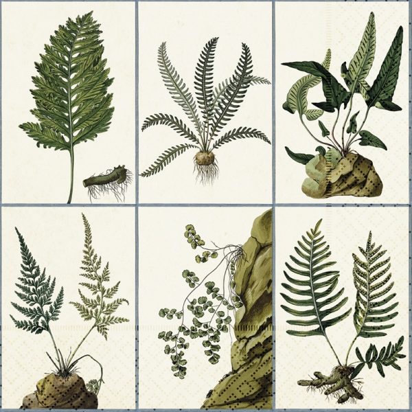 Ilustraciones de seis especies diferentes de helechos, cada una con hojas y raíces detalladas, mostradas en formato de cuadrícula sobre un fondo texturizado.