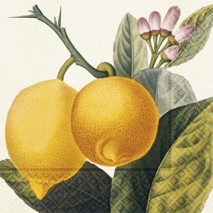 Ilustración de dos limones en una rama con hojas verdes y pequeñas flores rosadas.