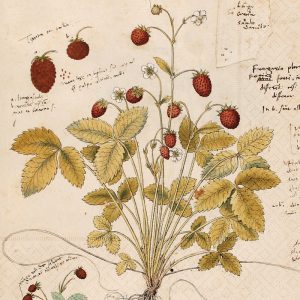 Ilustración botánica de una planta de fresa silvestre, que muestra bayas rojas maduras, hojas verdes y flores delicadas, con notas escritas a mano en el fondo.