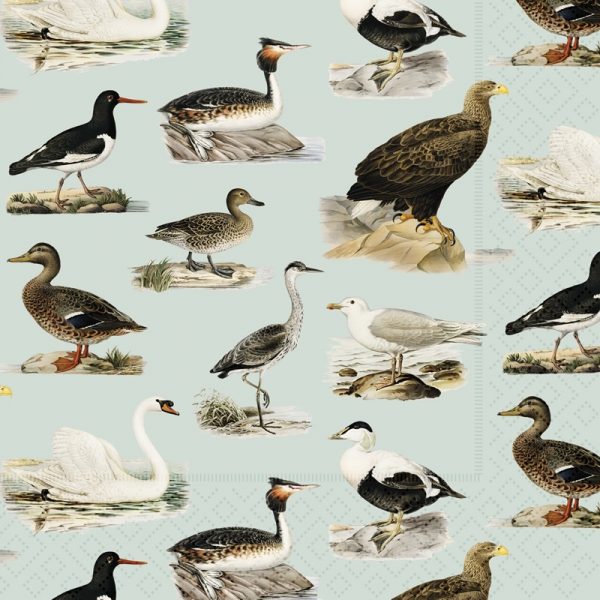 Ilustración de varias especies de aves, incluidos patos, un cisne y gaviotas, sobre un fondo claro.