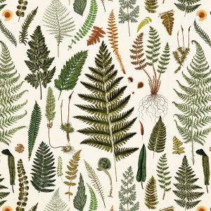 Ilustración de varias especies de helechos y otras plantas con patrones de hojas intrincados sobre un fondo claro.