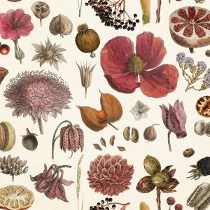 Collage botánico ilustrado que presenta varias flores, semillas y hojas en colores naturales sobre un fondo claro.