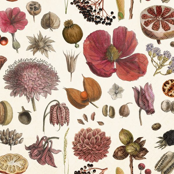 Collage botánico ilustrado que presenta varias flores, semillas y hojas en colores naturales sobre un fondo claro.
