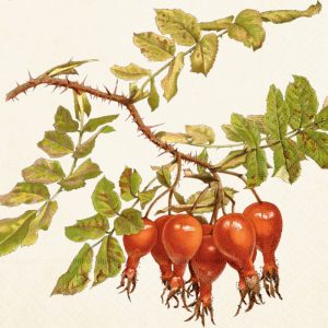 Ilustración de una rama de escaramujo con hojas verdes y varios escaramujos rojos y bulbosos colgando de ella.