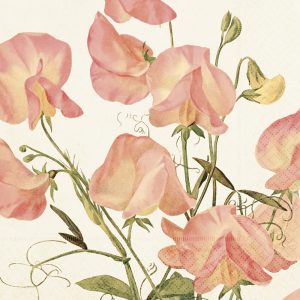Ilustración de flores de guisante de olor rosa con tallos y hojas verdes sobre un fondo claro.