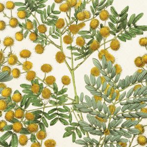 Ilustración de ramas de acacia con hojas verdes y flores amarillas esponjosas sobre un fondo claro.