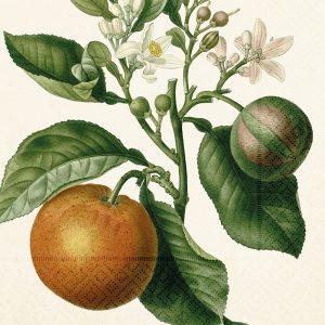Ilustración botánica de una rama de naranjo con hojas verdes, flores blancas, una fruta rayada y una naranja madura.