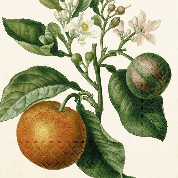 Ilustración botánica de una rama de naranjo con hojas verdes, flores blancas, una fruta rayada y una naranja madura.
