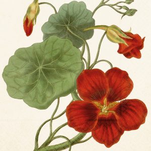 Ilustración de flores de capuchina roja con hojas y brotes verdes sobre un fondo beige.