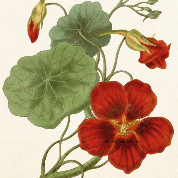 Ilustración de flores de capuchina roja con hojas y brotes verdes sobre un fondo beige.