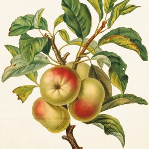 Ilustración de una rama de manzano con tres manzanas maduras y hojas verdes.