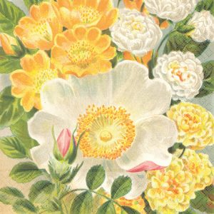 Ilustración de flores variadas, incluidas grandes flores blancas y amarillas, con hojas verdes.