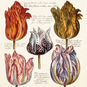 Ilustración de cinco tulipanes con patrones intrincados y etiquetas latinas, que muestran una variedad de colores y formas.