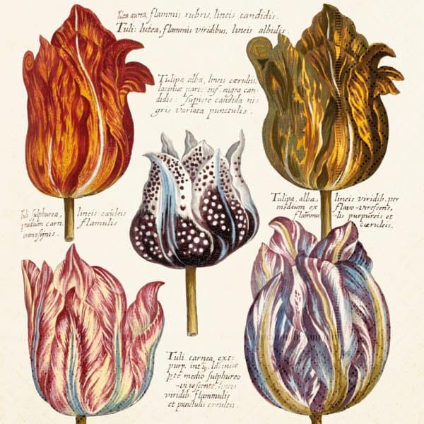 Ilustración de cinco tulipanes con patrones intrincados y etiquetas latinas, que muestran una variedad de colores y formas.