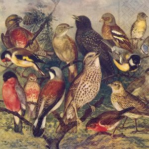 Ilustración de varias especies de aves posadas en ramas, incluido un camachuelo, un gorrión, un estornino y un jilguero, con un fondo naturalista.