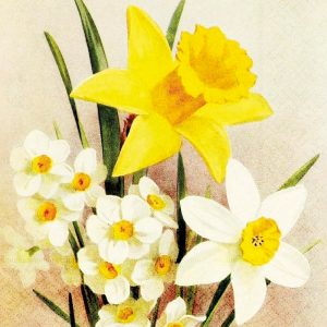 Ilustración de un ramo que presenta un narciso amarillo grande, narcisos blancos con centros naranjas y flores blancas con centros amarillos, sobre un fondo claro.
