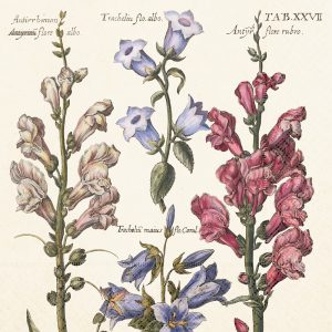 Ilustración de varias plantas con flores, incluidas flores en forma de campana de color azul y rosa con nombres de especies etiquetados, sobre un fondo claro.
