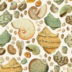 Ilustración de varias conchas marinas de diferentes formas, tamaños y colores dispuestas sobre un fondo claro.