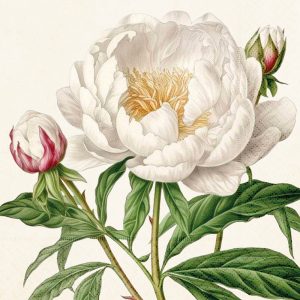 Ilustración de una peonía blanca en plena floración con hojas verdes, dos capullos cerrados y una representación detallada de pétalos y estambres sobre un fondo beige.