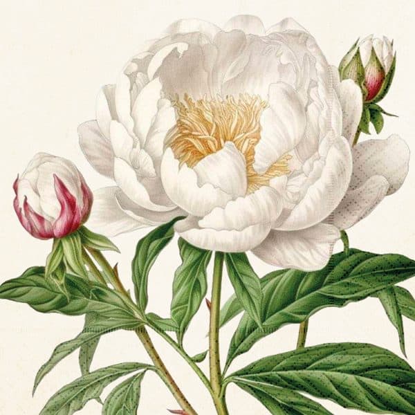 Ilustración de una peonía blanca en plena floración con hojas verdes, dos capullos cerrados y una representación detallada de pétalos y estambres sobre un fondo beige.