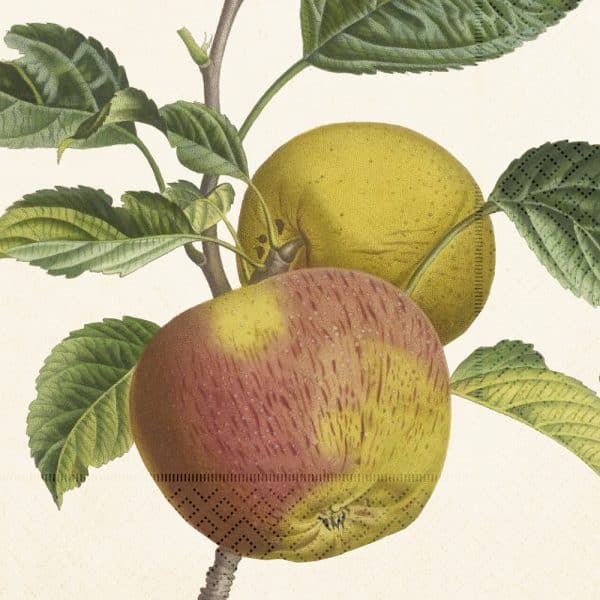 Ilustración de dos manzanas en una rama, una roja y otra amarilla, con hojas verdes en el fondo.