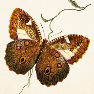 Ilustración de una mariposa con alas estampadas de color marrón y naranja, con manchas similares a ojos, posada en una ramita delgada y curva.