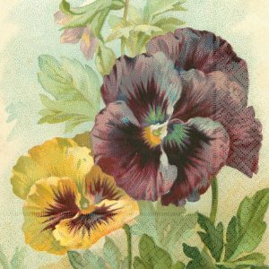 Ilustración de dos pensamientos, uno morado y otro amarillo, rodeados de hojas verdes.