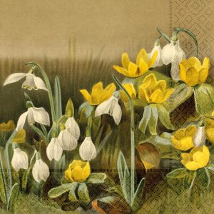 Ilustración de campanillas de invierno blancas y flores amarillas con hojas verdes sobre un fondo suavemente sombreado.