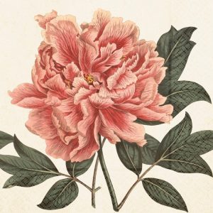Ilustración de una peonía rosa con pétalos detallados y hojas verdes texturizadas sobre un fondo claro.