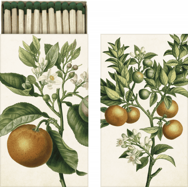 Caja de cerillas con ilustración botánica de un naranjo, mostrando frutas, flores y hojas en la tapa.
