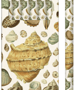 Pack de seis lápices con diseño de conchas marinas.