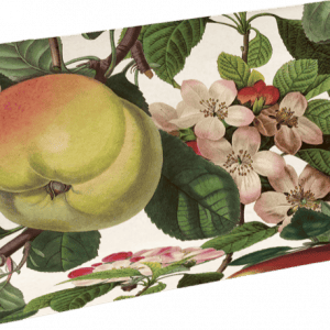 Caja rectangular con ilustraciones botánicas, que incluye un melocotón grande, hojas verdes y flores rosas sobre un fondo blanco.
