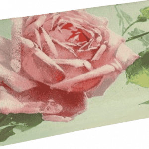 Ilustración de una rosa rosada con hojas verdes sobre una caja rectangular de color verde claro.