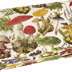 Una caja decorada con ilustraciones coloridas de varias especies de hongos, rodeadas de hojas y plantas sobre un fondo crema.