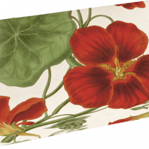 Caja rectangular con diseño botánico de flores rojas y hojas verdes sobre fondo crema.