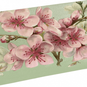 Flores de cerezo rosas y blancas en una rama sobre un fondo verde claro.